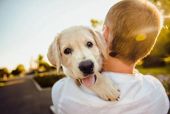 Adotar um cão