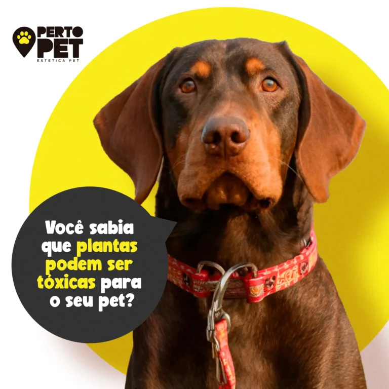 Plantas Tóxicas para os Pets