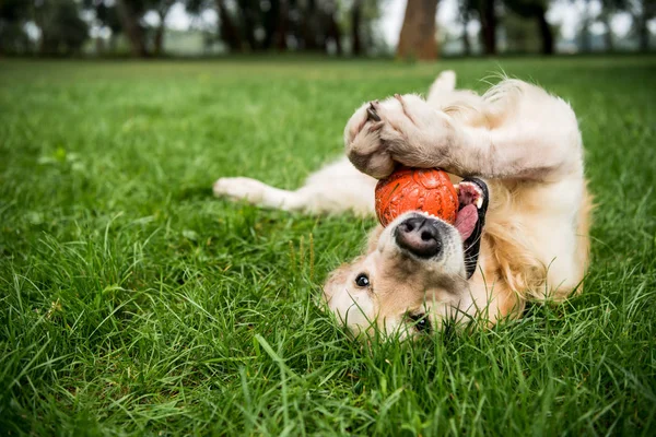 depositphotos 245332162 stock photo selective focus golden retriever dog