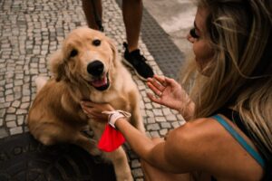 franquia de banho e tosa pet vale a pena 2026