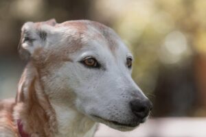 investimento franquia banho e tosa para pets 2026